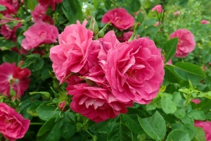 Rosa (Climbing) 'Henry Kelsey' New 2026